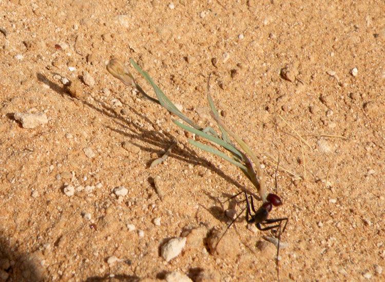 Formiche tunisine - Cataglyphis sp.